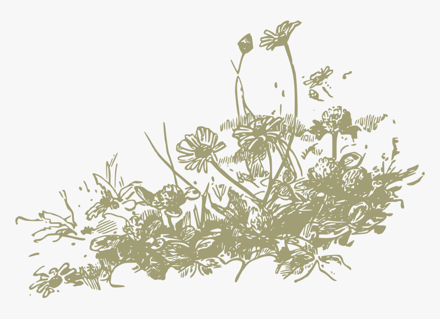 Australian Drawing Wild Flower - Wildflower Clipart, HD Png Download, Free Download