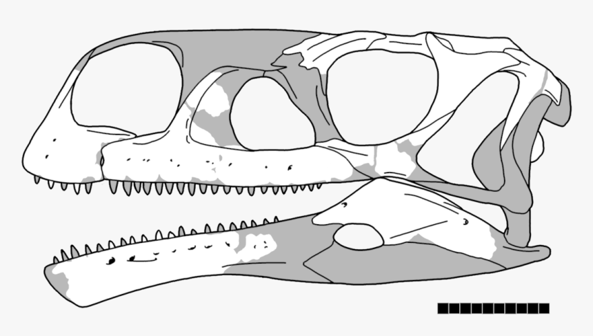 Aardonyx Skull, HD Png Download, Free Download