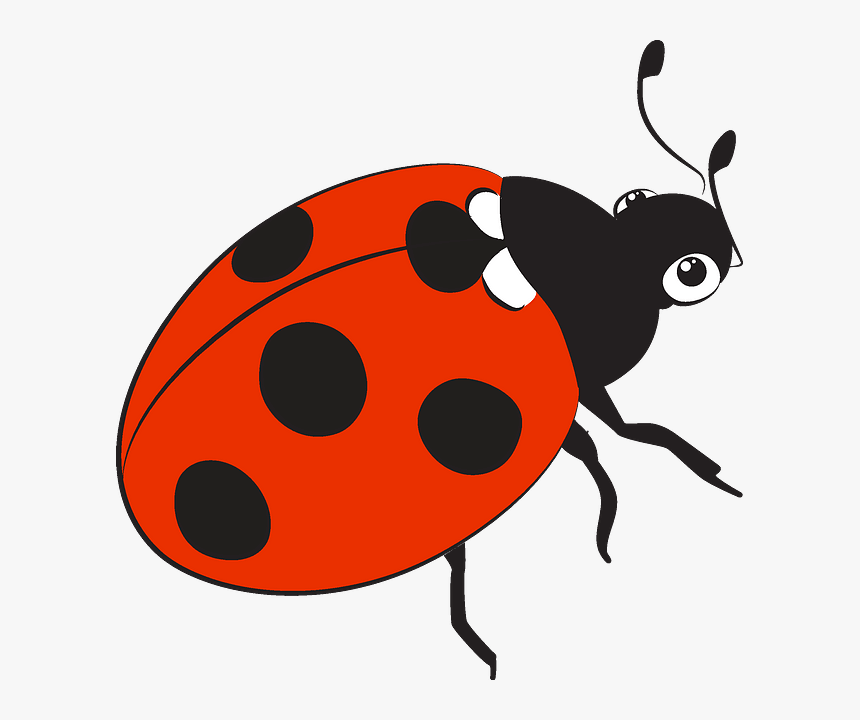 Ladybug, HD Png Download, Free Download