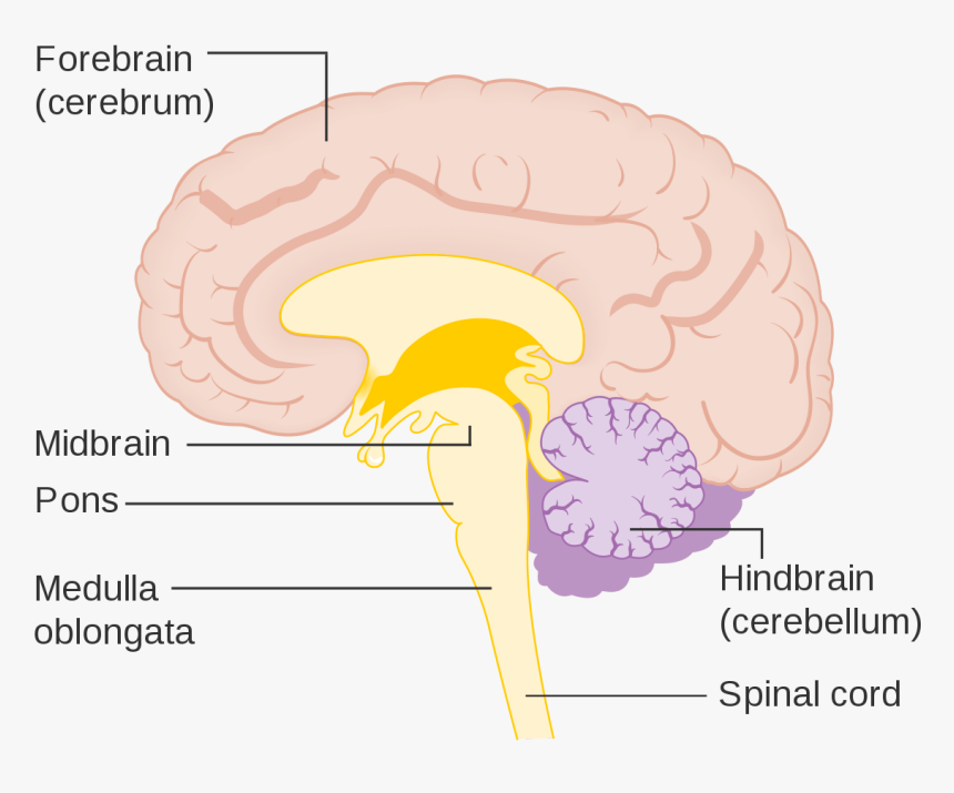 Forebrain Midbrain Hindbrain Spinal Cord, HD Png Download, Free Download