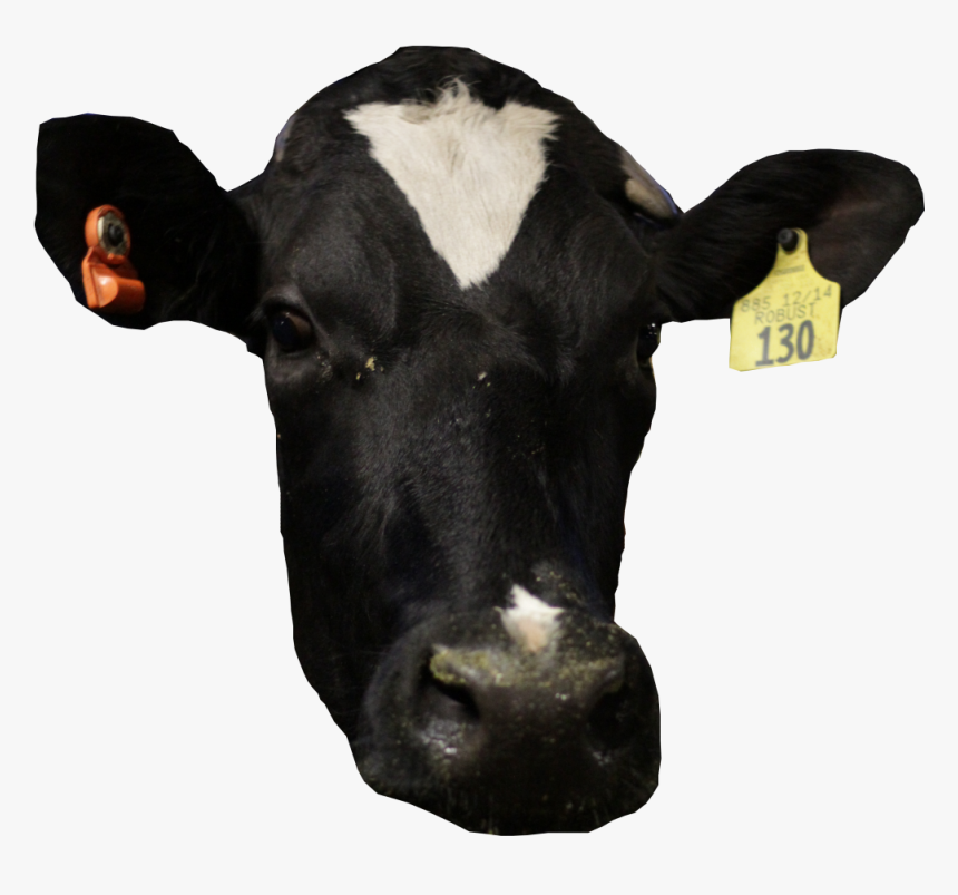 Dairy Cow, HD Png Download, Free Download