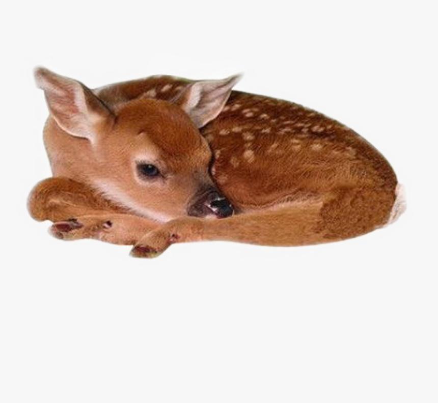 #deer #baby #cute #animal #moodboard #niche #freetoedit - Baby Deer Png, Transparent Png, Free Download