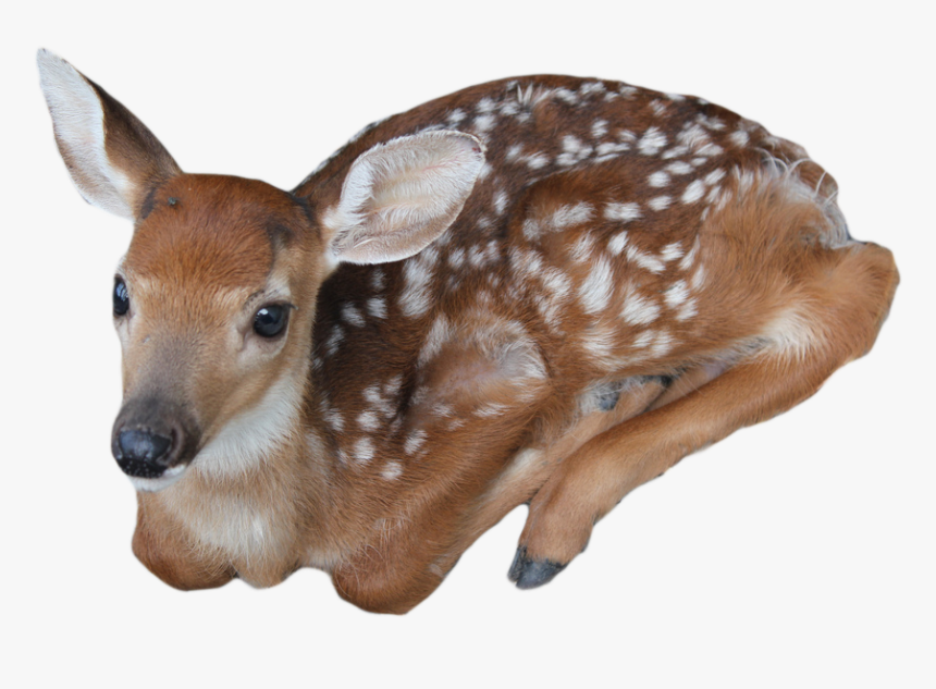 Baby Deer Transparent Background, HD Png Download, Free Download