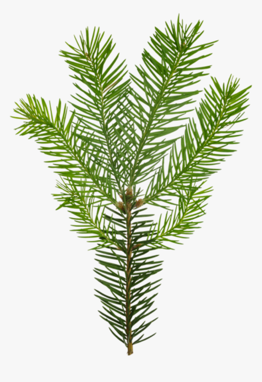 Christmas Tree, HD Png Download, Free Download