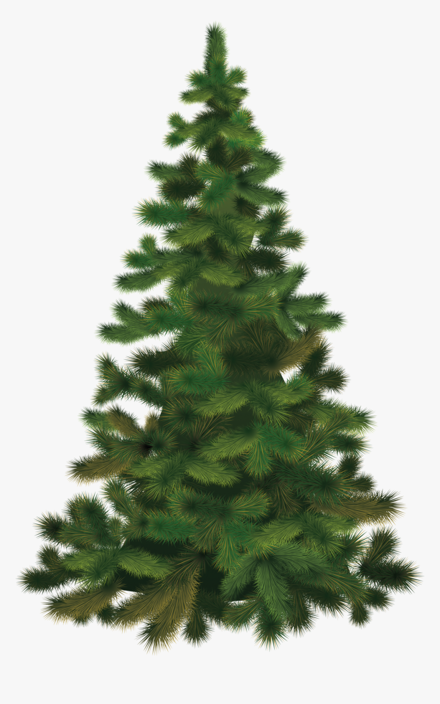 Christmas Tree Fir Png Image - Christmas Tree Real Png, Transparent Png, Free Download