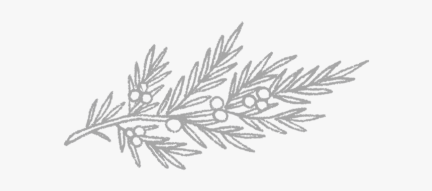 Juniperbranch - Sketch, HD Png Download, Free Download