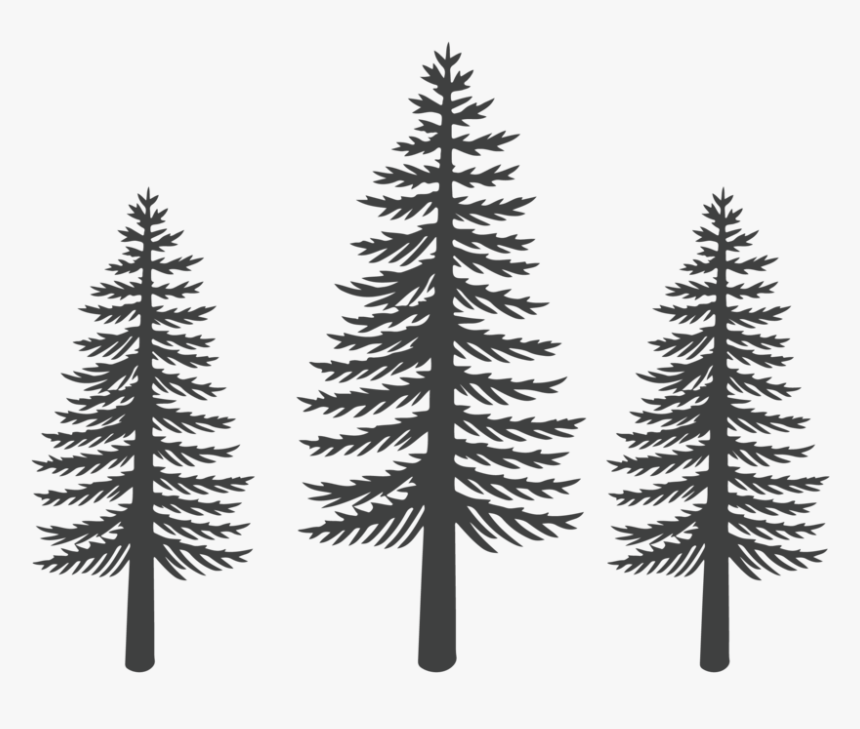 Seiler Home Group Trees - Western Yellow Pine, HD Png Download, Free Download