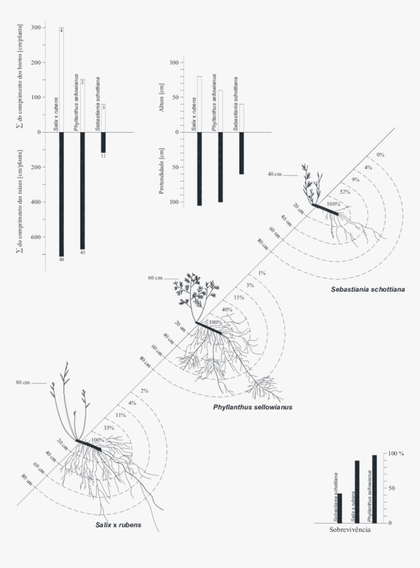 Diagram, HD Png Download, Free Download