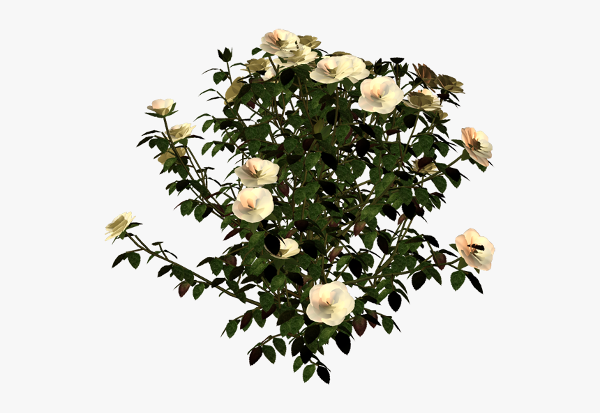 Garden Roses, HD Png Download, Free Download