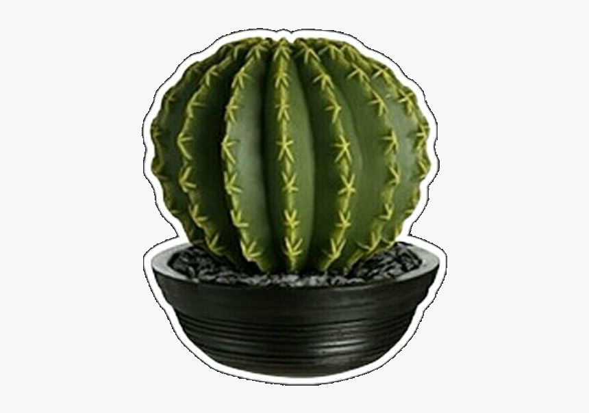 #play #cactus #verde #overlay #png #filter #freetoedit - Houseplant, Transparent Png, Free Download