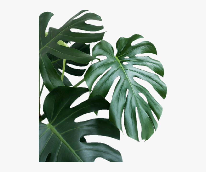 Monstera Leaf aesthetic