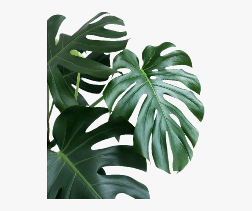 #plantas #hojas #naturaleza - Monstera Deliciosa, HD Png Download, Free Download