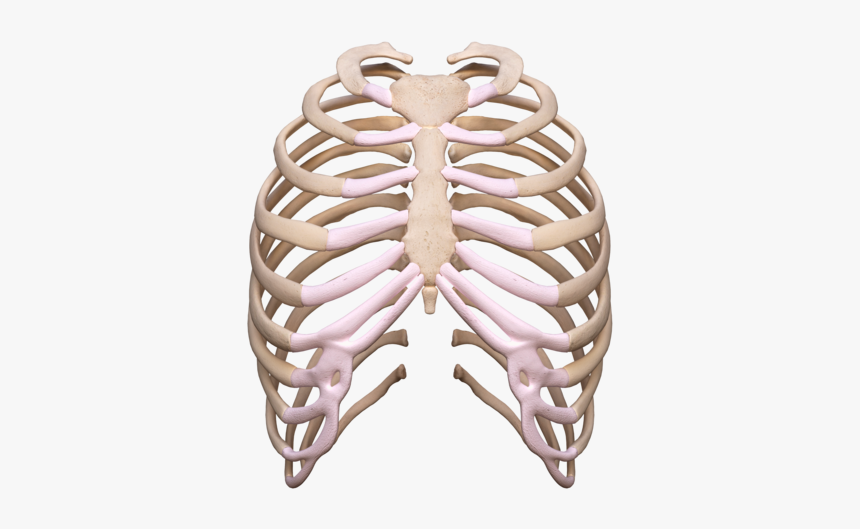 Rib Cage Png - Skeleton Rib Cage Transparent, Png Download - kindpng