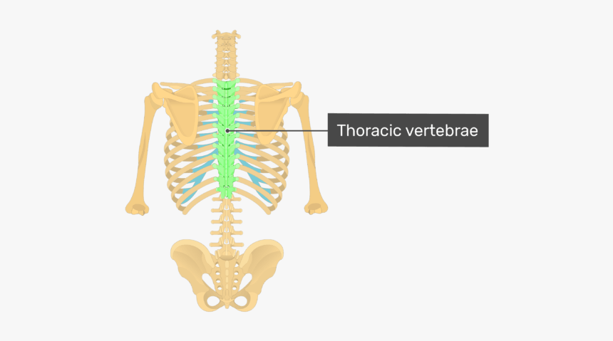 Posterior View Of The Vertebral Column And Rib Cage - Thoracic Vertebrae On Skeleton, HD Png Download, Free Download