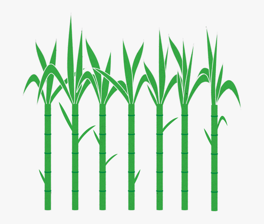 Home Sugar Coated Documentary - Green Sugarcane Images Png, Transparent Png, Free Download