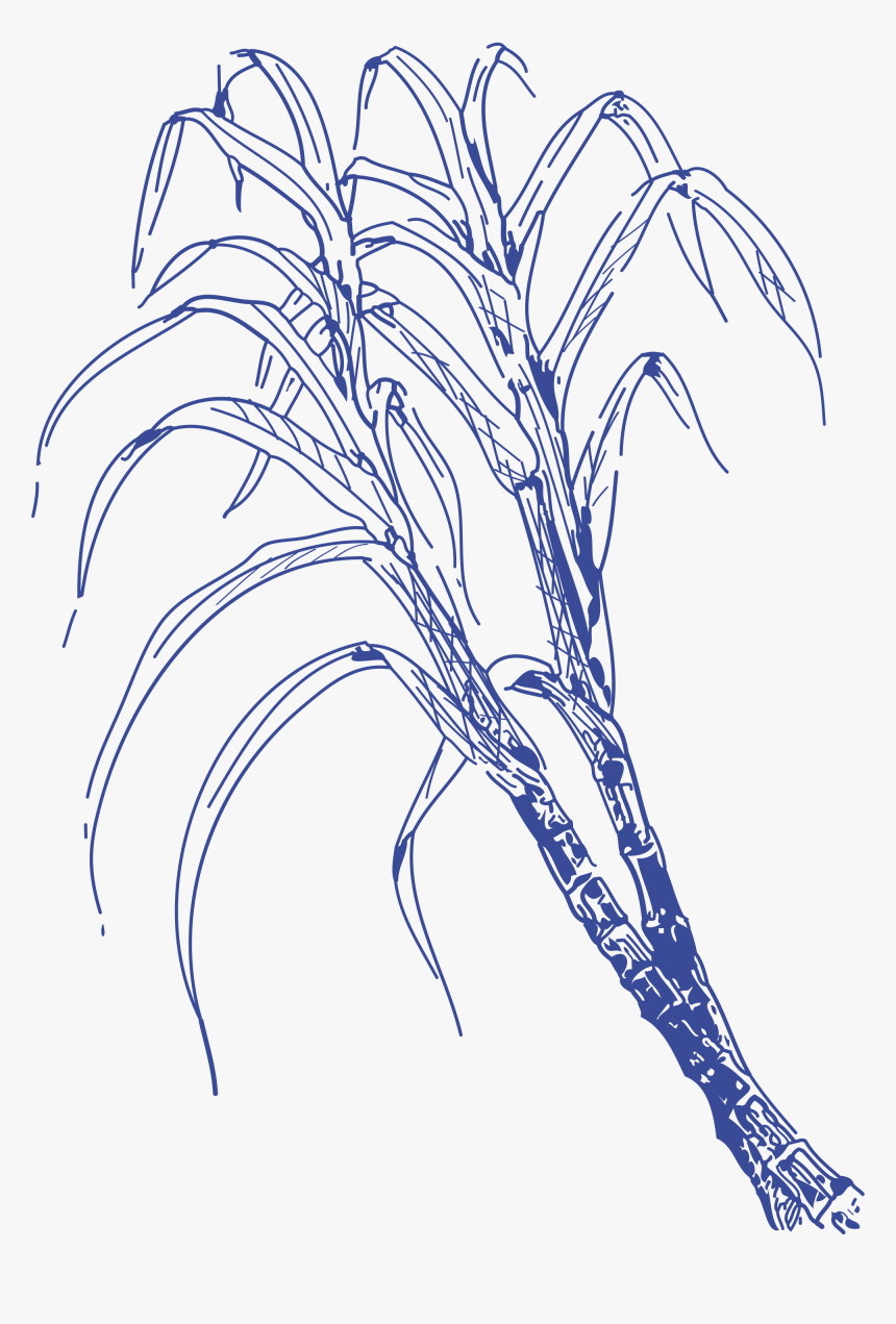 Cane Drawing Sugar - Drawing, HD Png Download, Free Download