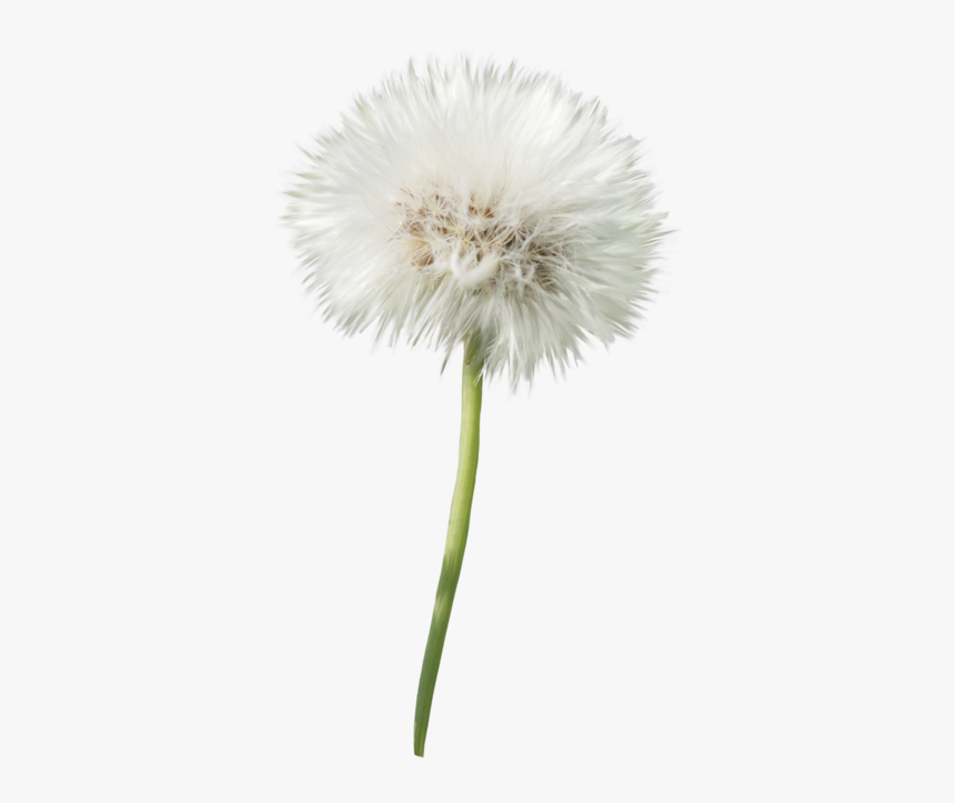 Dandelion Flower Png - Dandelion Png With Transparent Background, Png Download, Free Download