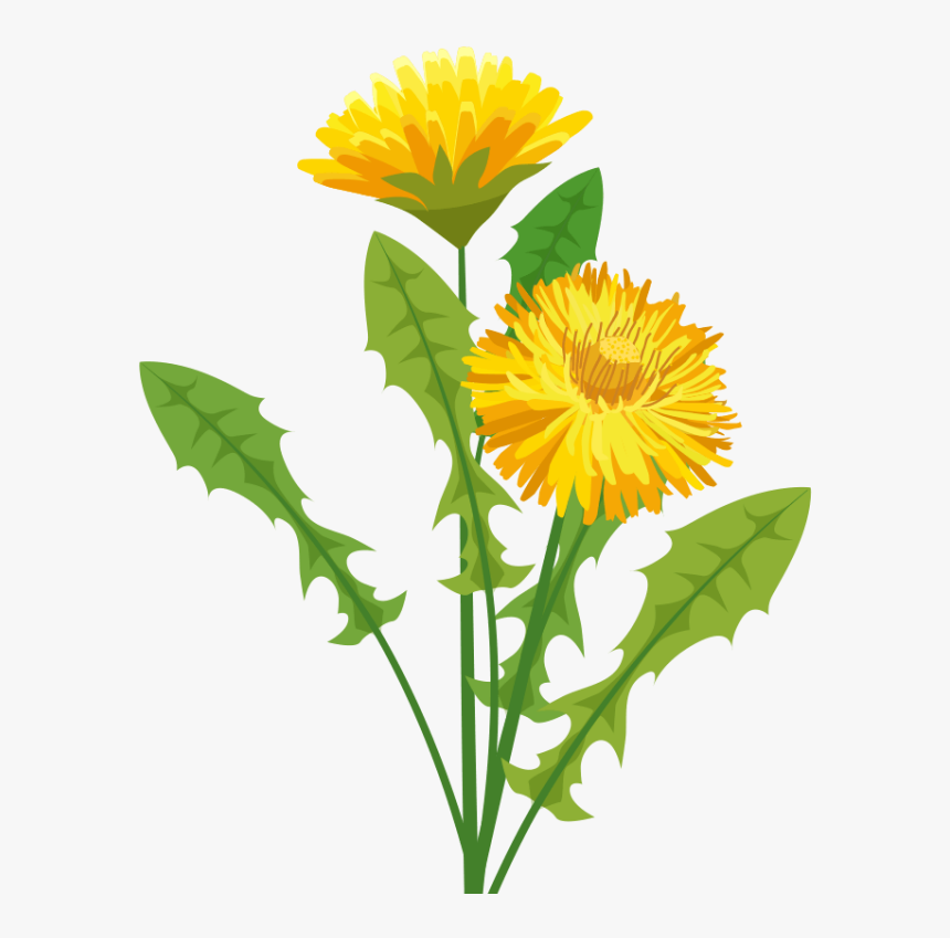 Dandelion Clipart Sunflower - Pissenlit Png, Transparent Png, Free Download