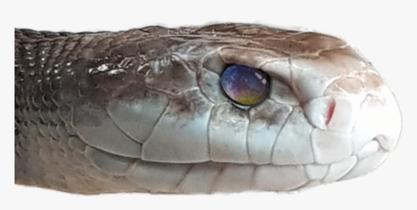 #brownsnake #galaxyeye #galaxy #snake - Serpent, HD Png Download, Free Download