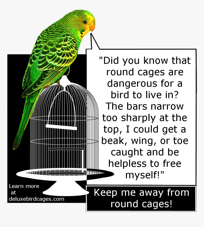 Bad Bird Cage, HD Png Download, Free Download