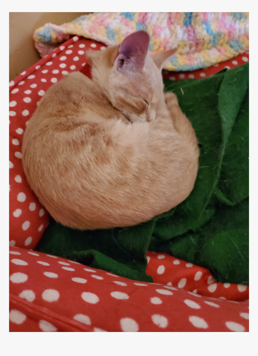 Sleeping Cat Png, Transparent Png, Free Download