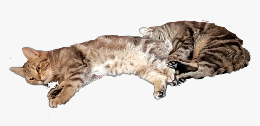 #cat #cats #tabby #sleeping # - Cat Grabs Treat, HD Png Download, Free Download