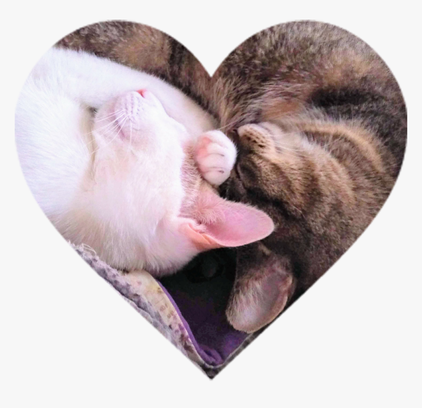 Heart Cats Sleeping - Cat Yawns, HD Png Download, Free Download