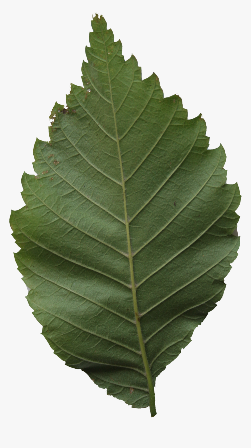 Transparent Leaf Texture Png - Canoe Birch, Png Download, Free Download