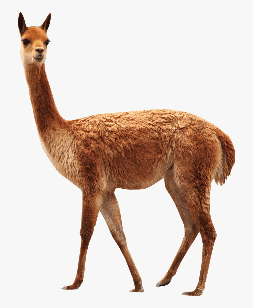 Descripcion De La Vicuña, HD Png Download, Free Download