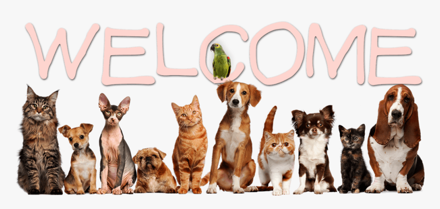 Welcome - Creative Pet Shop Logo, HD Png Download, Free Download