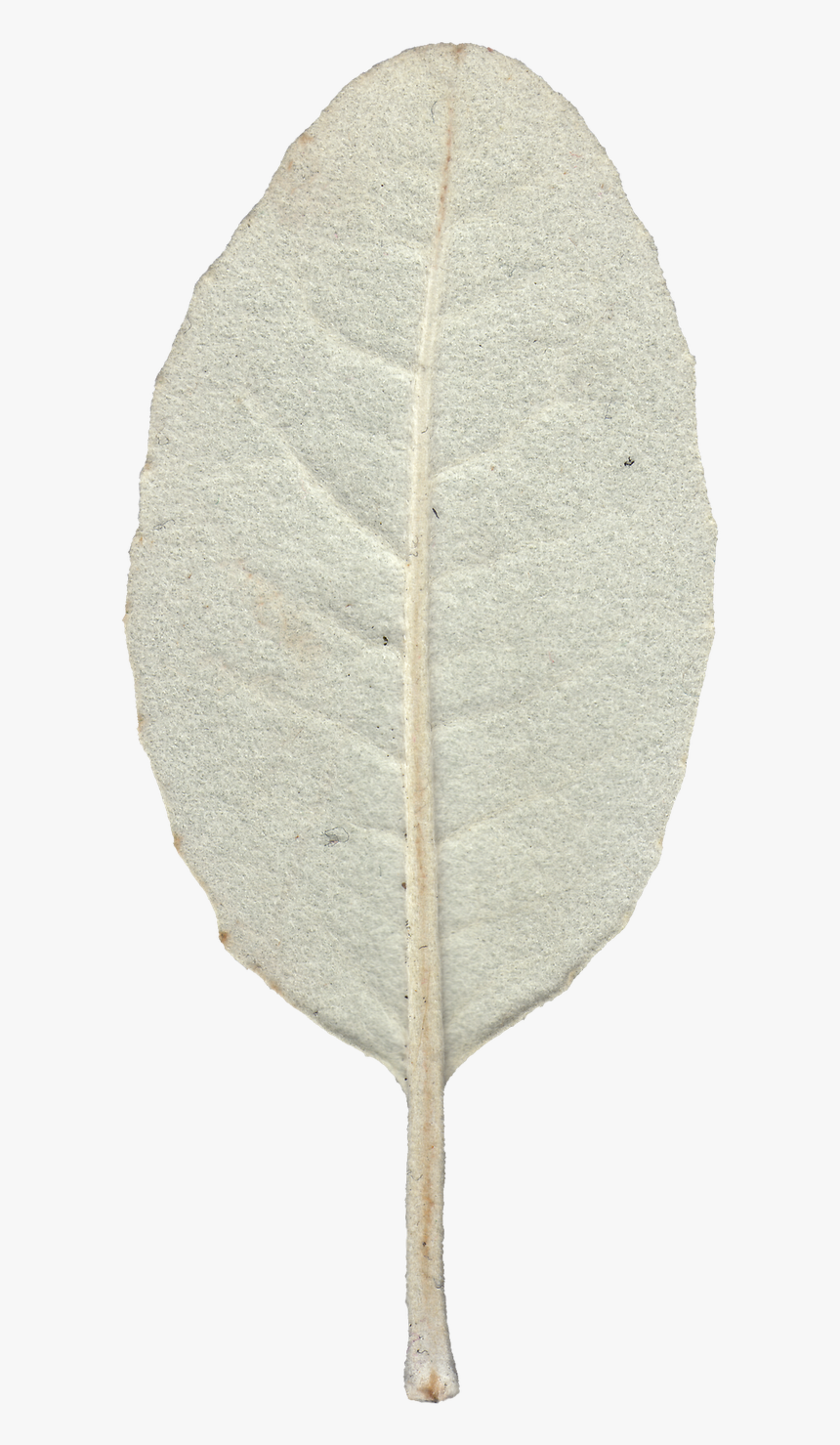 Leaf 07 Back Texture - Canoe Birch, HD Png Download, Free Download