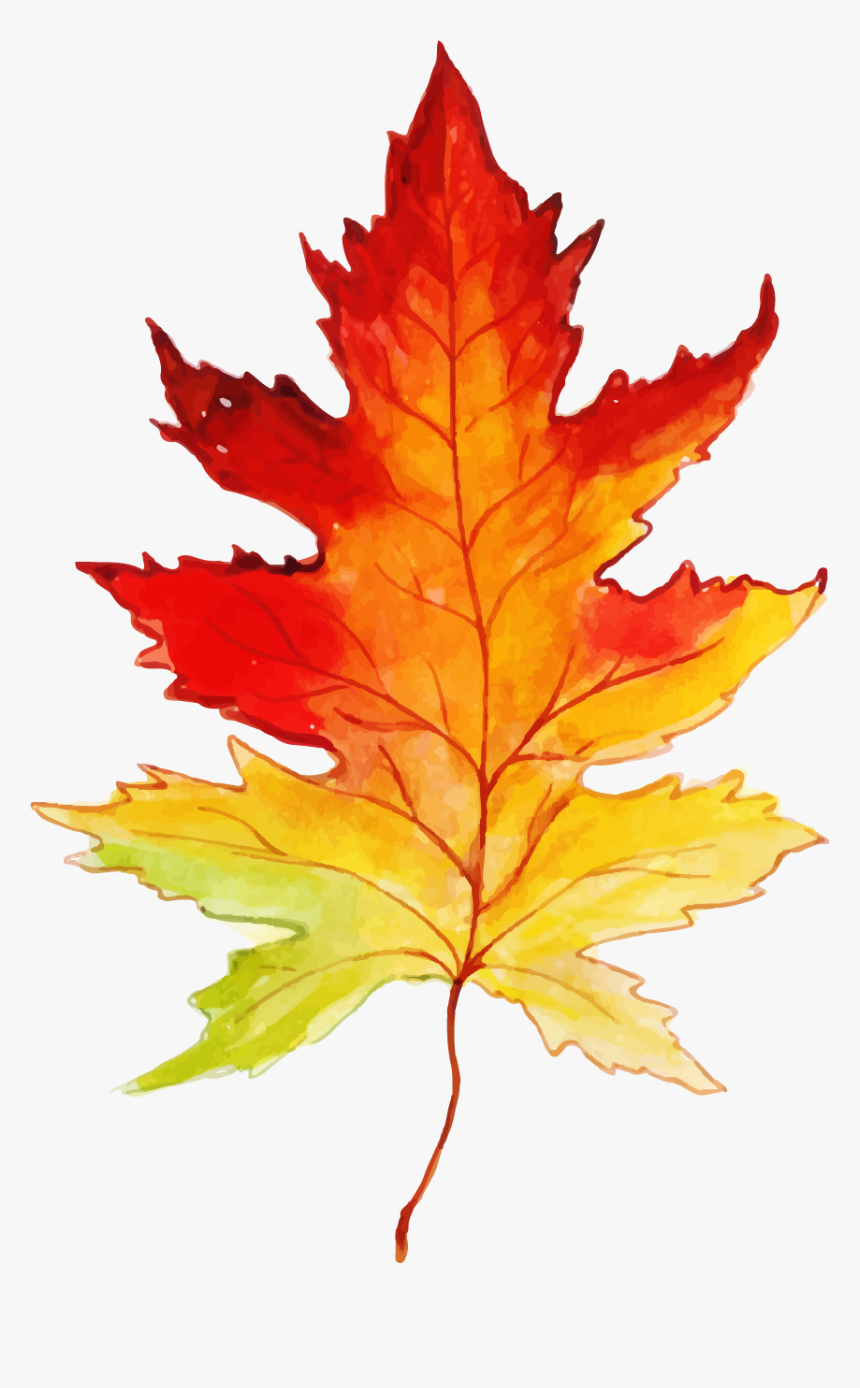 Maple Leaf, HD Png Download, Free Download