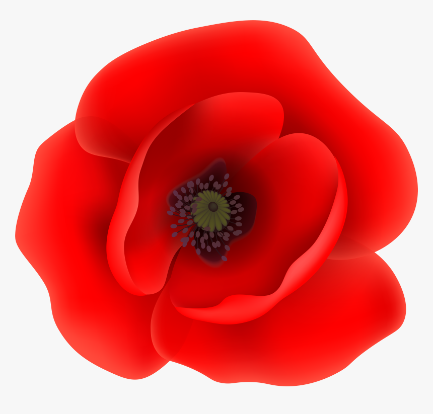 Free Poppy Flower Clipart Jpg Library Download Poppy, HD Png Download, Free Download
