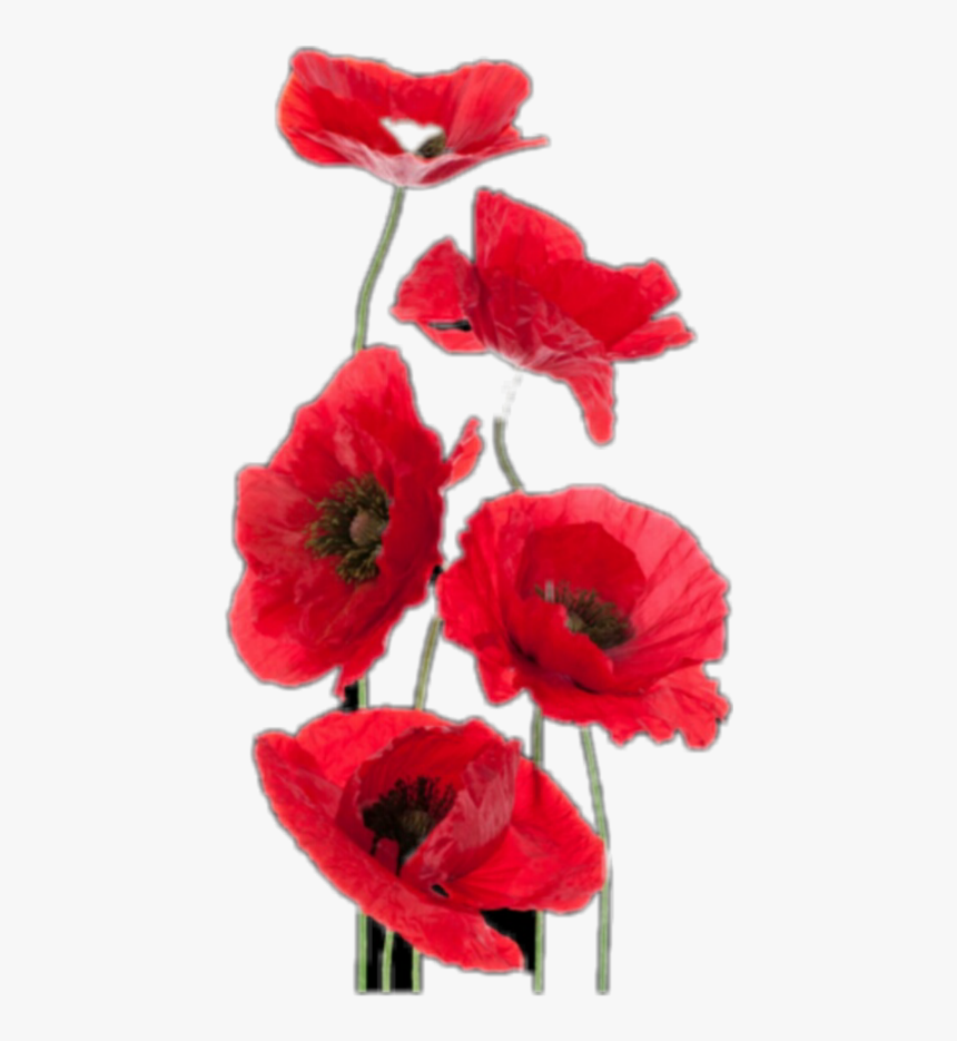 #freetoedit #red #flowers #poppies - Fiore Donne E Anima Buongiorno, HD Png Download, Free Download