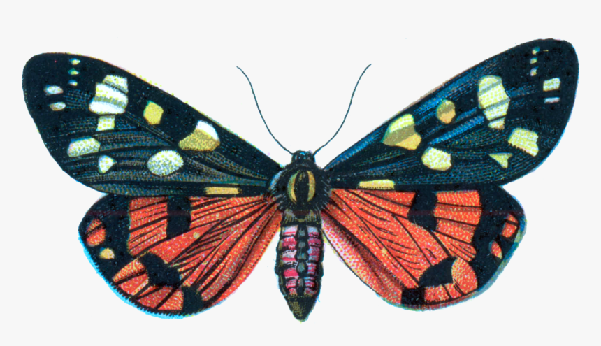 Callimorpha Dominula - Moths Png File, Transparent Png, Free Download