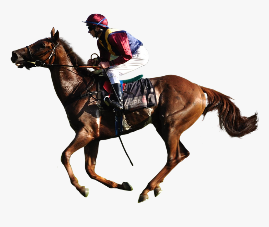 Animal, Horse, Racing, Jockey - Jockey Horse Transparent Background, HD Png Download, Free Download