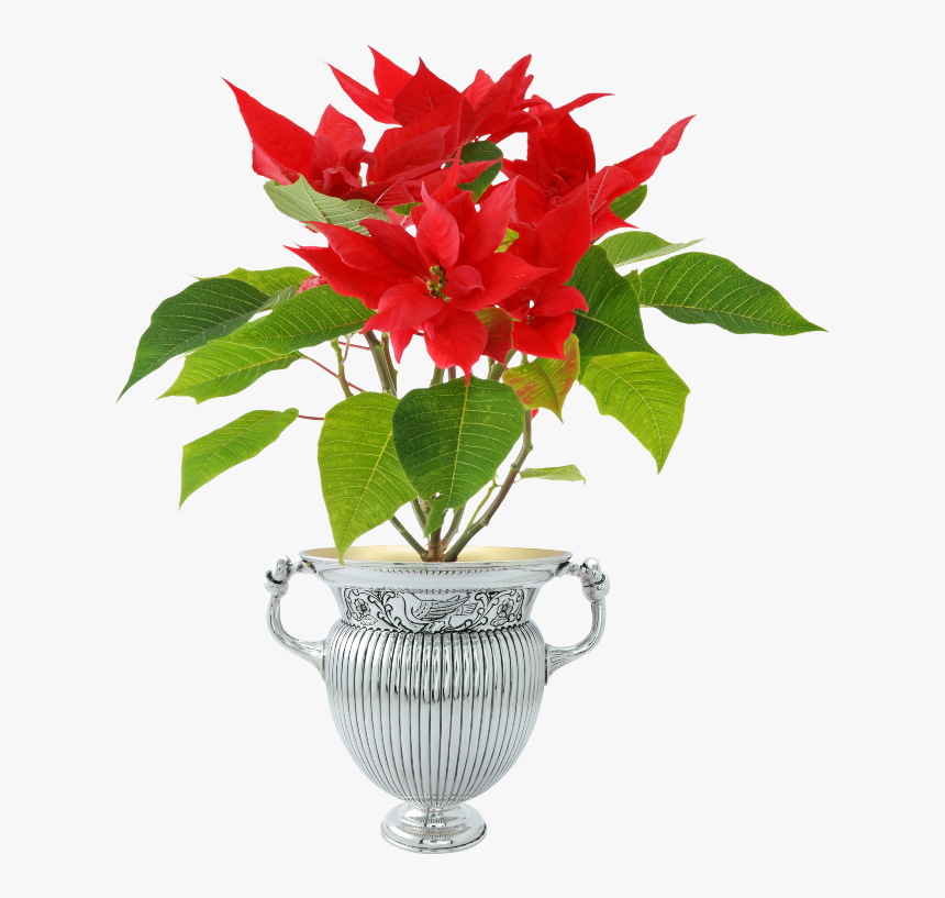 Forgetmenot In Pots - Poinsettia Plant, HD Png Download, Free Download