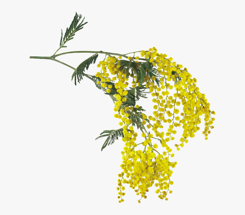 #flowers #yellow #overlay #mimosa #acacia #pretty #tree - Acacia Dealbata Drawing, HD Png Download, Free Download