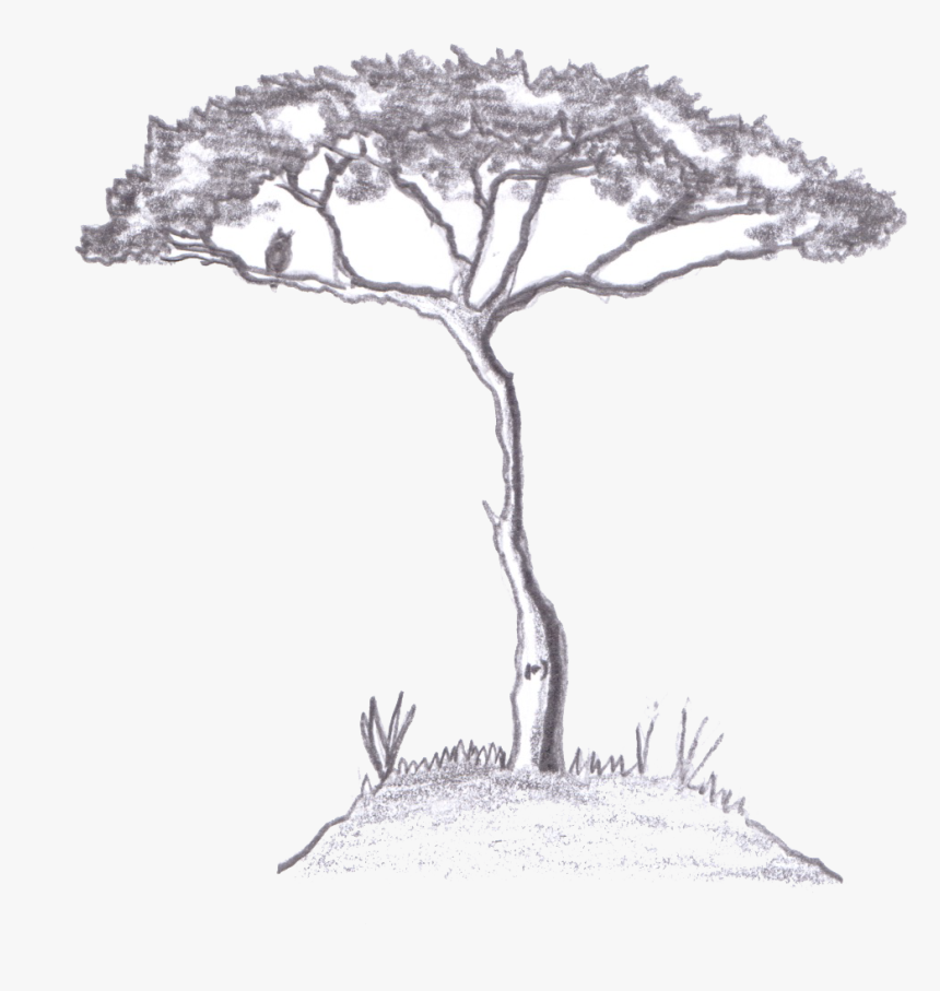 Eventual Size Of Acacia Pravissima - Acacia Tree Drawing Png, Transparent Png, Free Download