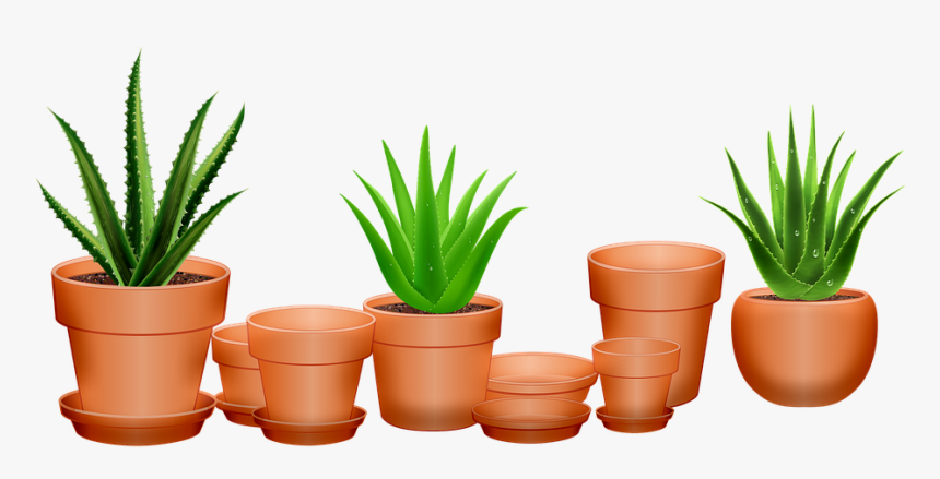 Aloe Vera, Cactus, Succulent, Pots, Green, Nature, - Aloe Vera, HD Png Download, Free Download