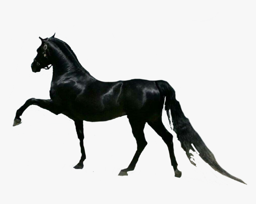 #horse #horses #cavalo - Black Arabian Horse, HD Png Download, Free Download