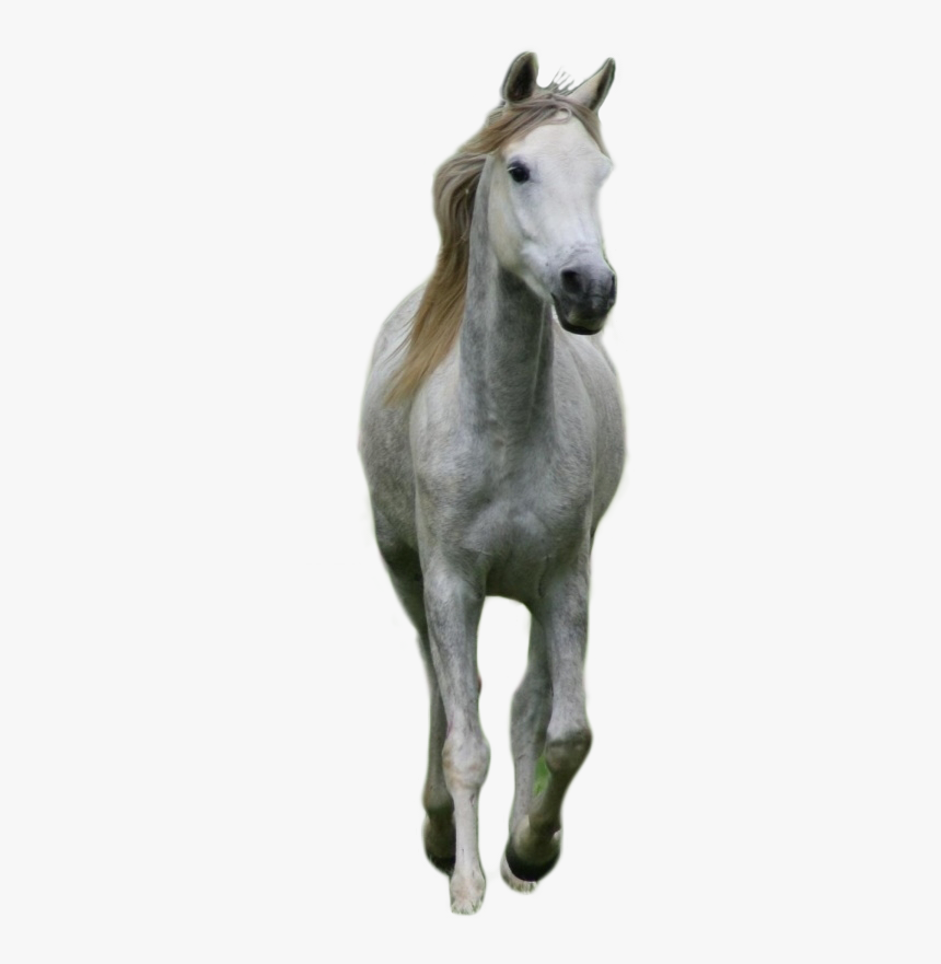 Cavalo Branco Em Png - Horse, Transparent Png, Free Download