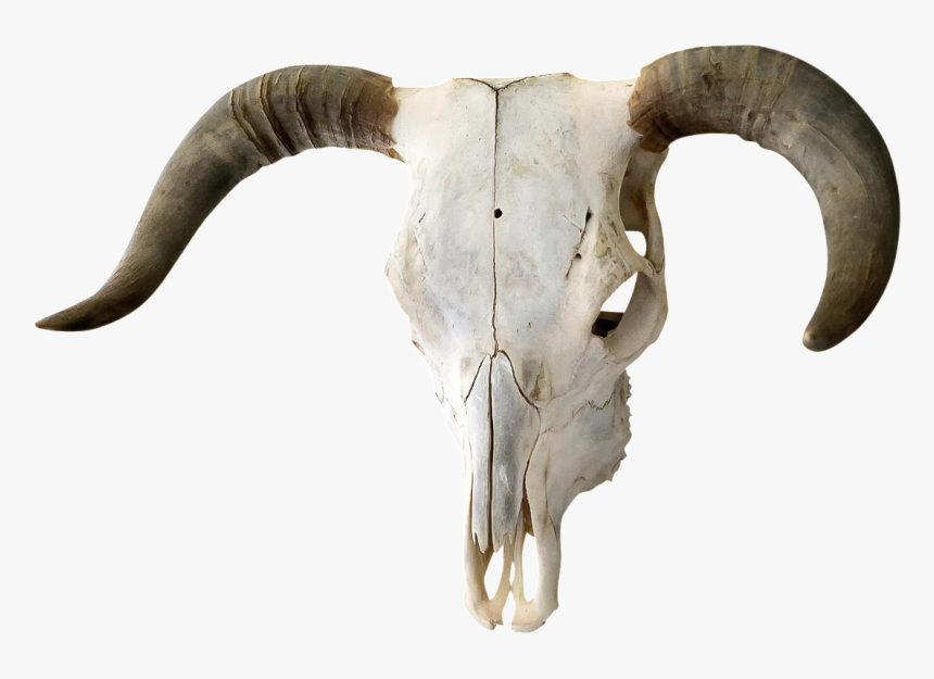 Transparent Bull Skull Png, Png Download, Free Download