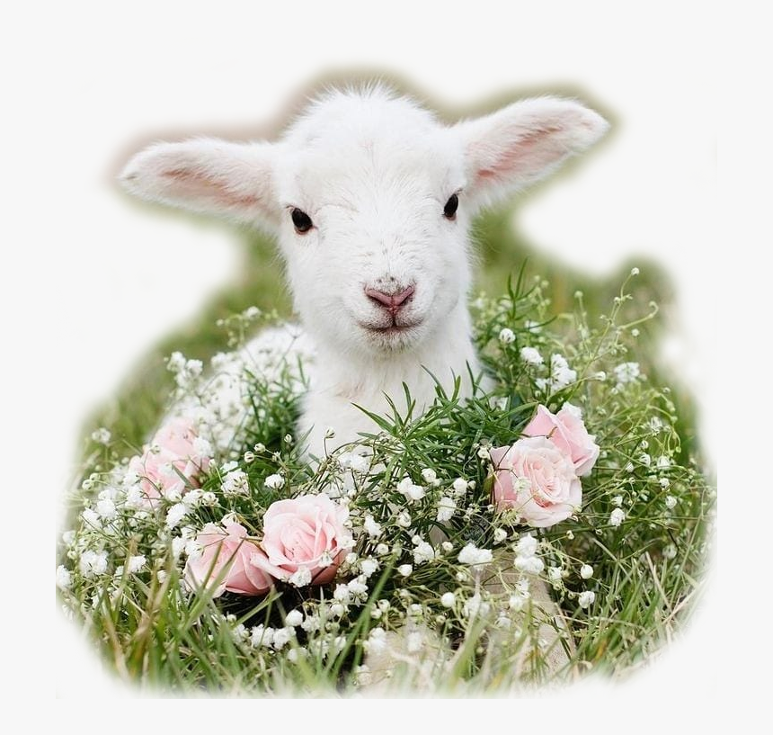 Carneiro Branco - Baby Animals With Flowers, HD Png Download, Free Download