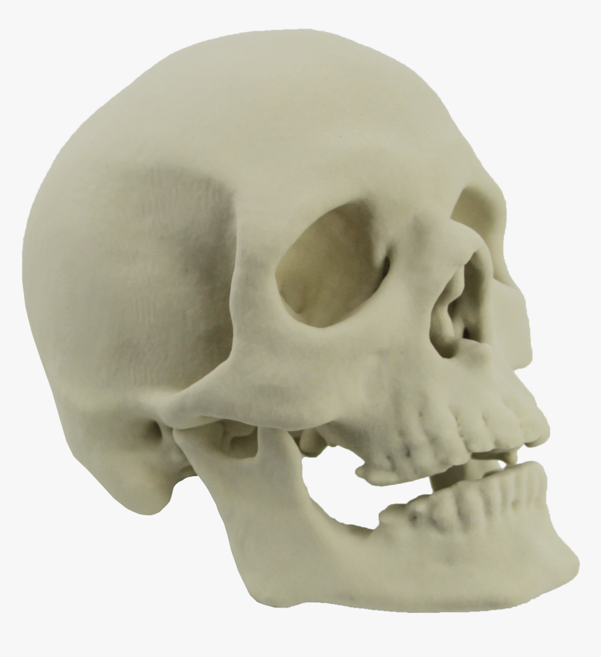 Skeleton Skulls Png - Skull 3d Png, Transparent Png, Free Download