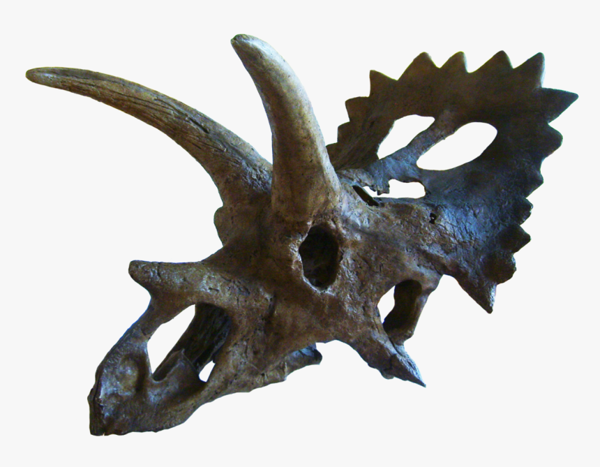 Anchiceratops Skull, HD Png Download, Free Download