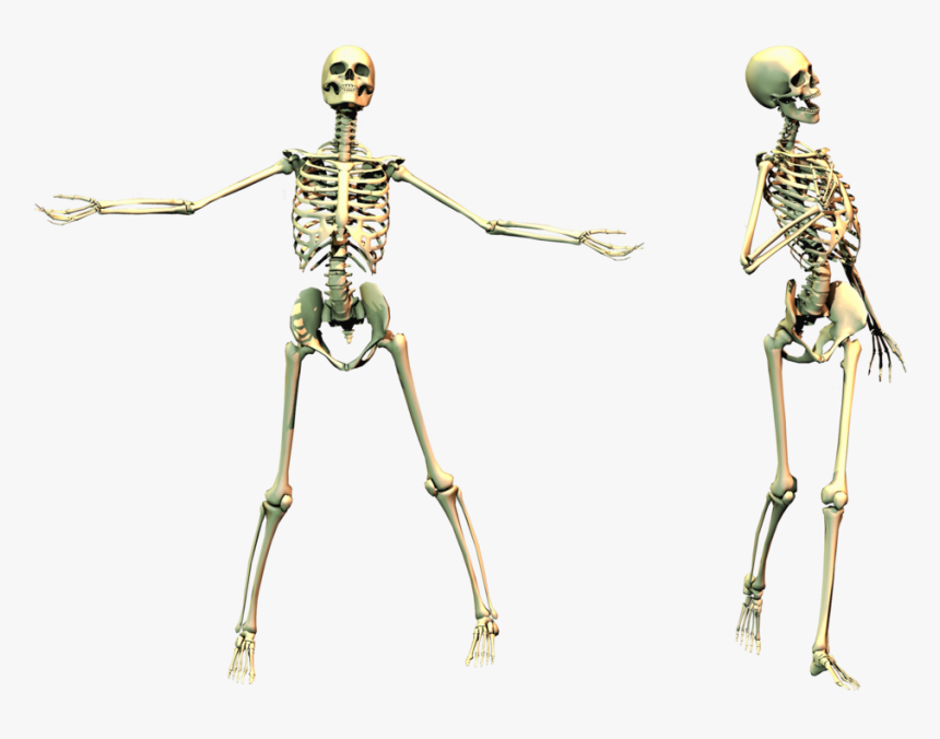Download This High Resolution Skeleton - Transparent Spooky Skeleton, HD Png Download, Free Download