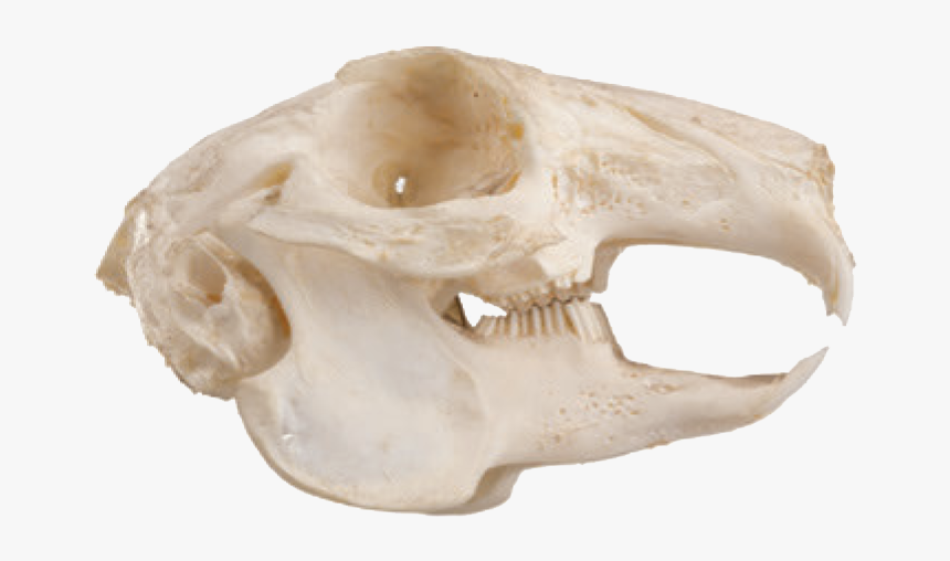 Squirrel Skull, HD Png Download, Free Download