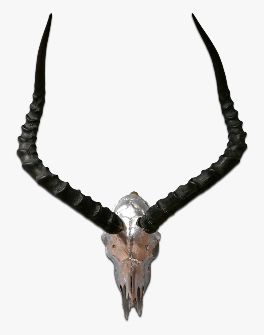 Real Impala Skull Silver Spray Painted African Antelope - Antelope, HD Png Download, Free Download