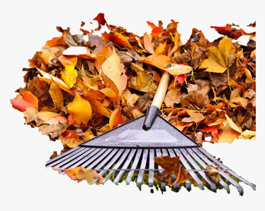Pile Of Autumn Leaves Png Pic - Rake Leaves, Transparent Png, Free Download